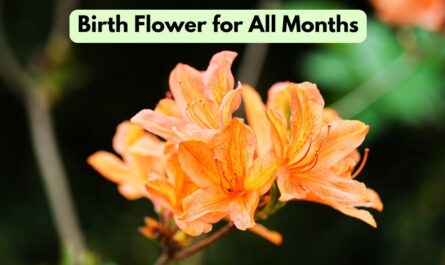 Birth Flower for All Months