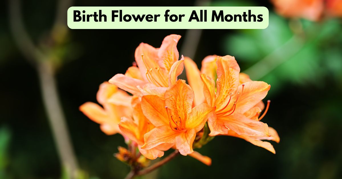 Birth Flower for All Months