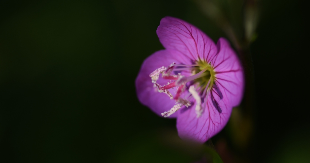 february birth flower Violet