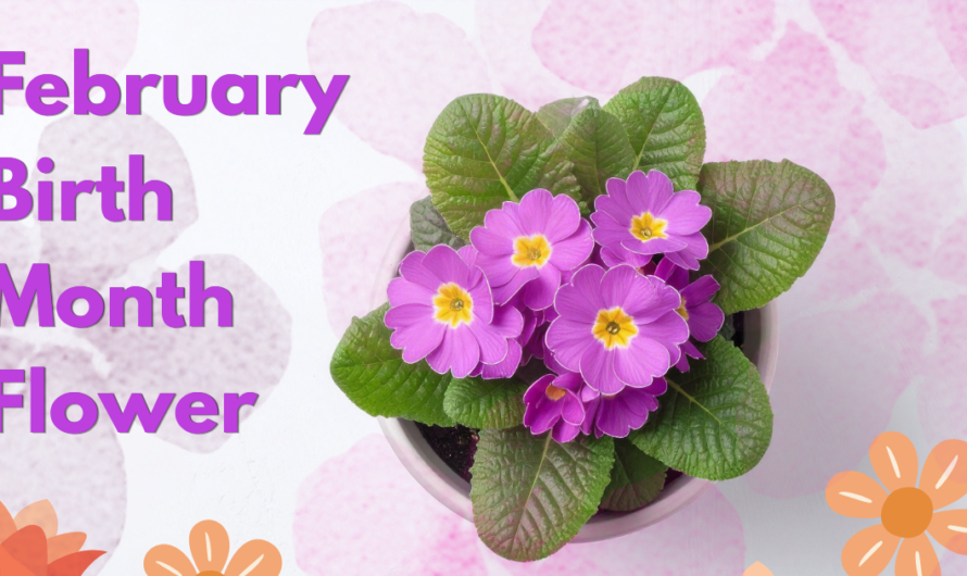 February Birth Flower Meaning You Should Know