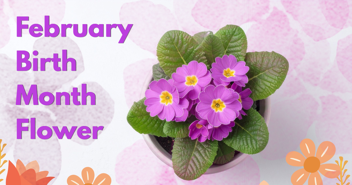 february birth month flower