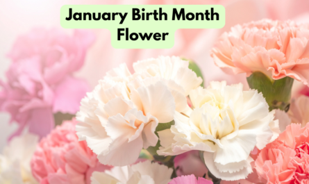 January Birth Month Flower