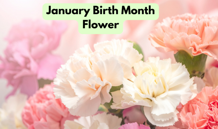 January Birth Month Flower Meaning You Didn’t Know (2026 Guide)