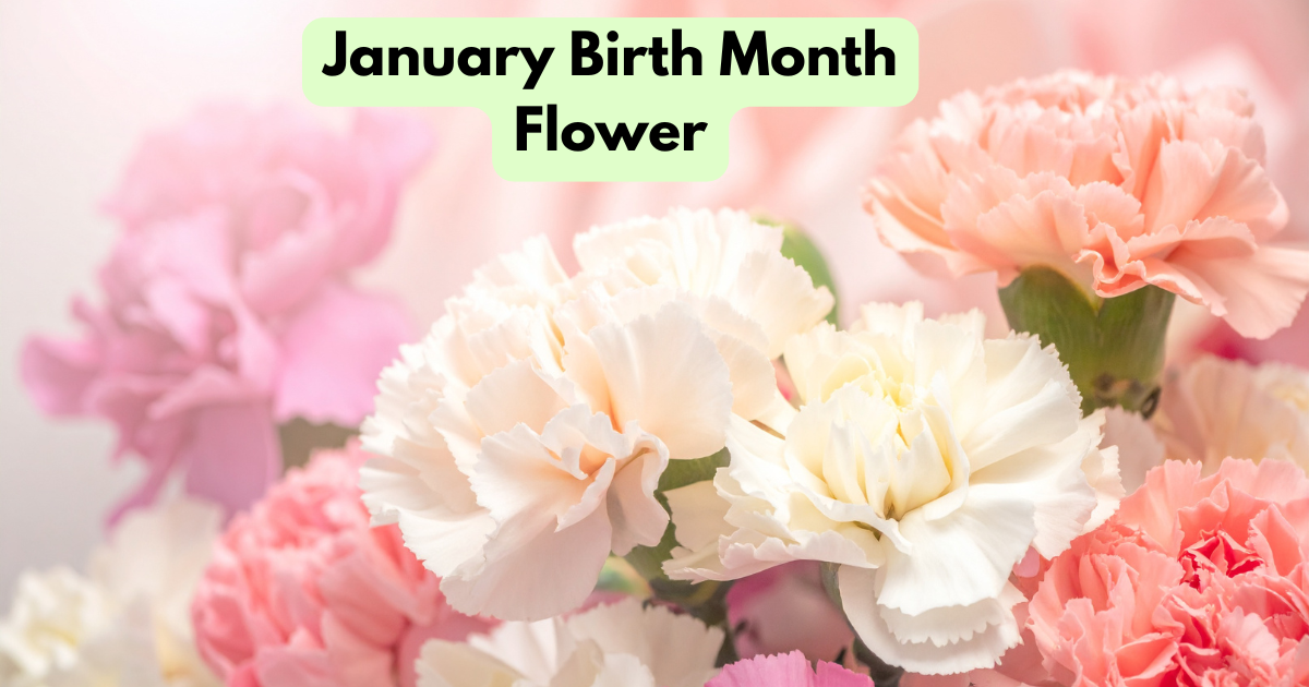 January Birth Month Flower