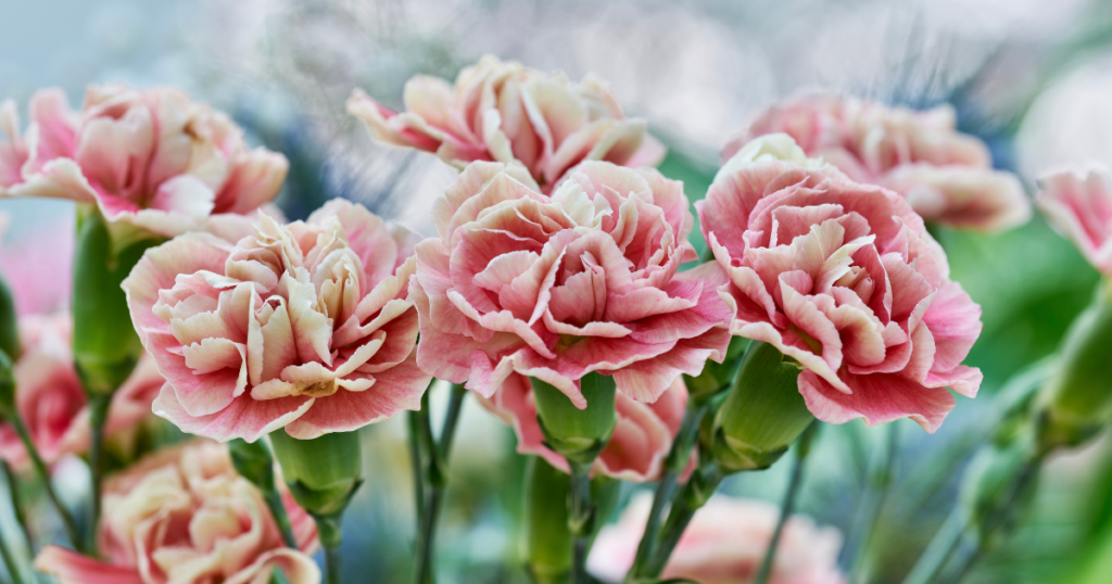 January Birth Month Flower