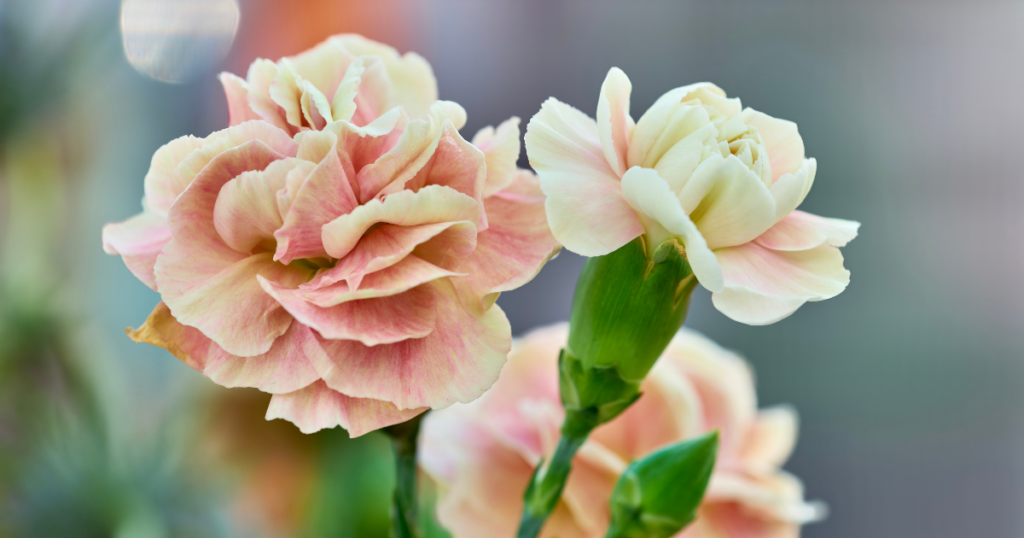 January Birth Month Flower