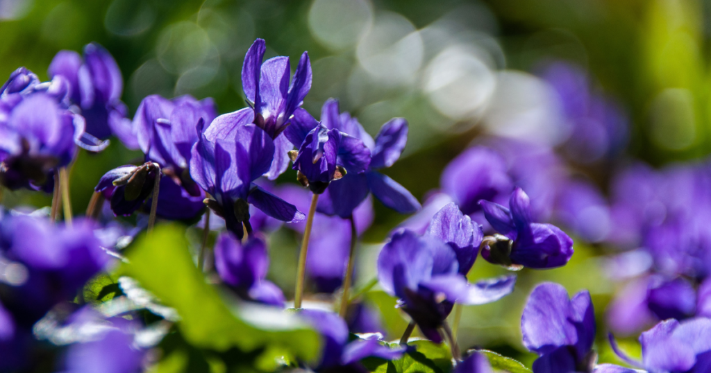 february birth flower Violet